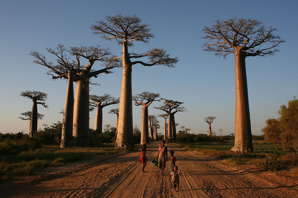 Uno de los bosques favoritos de los ecólogos de tierras secas son, sin duda, los baobabs. Foto de Gavinevans